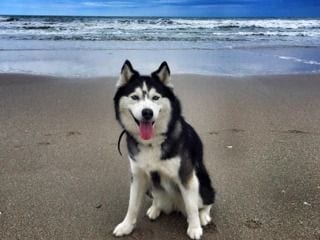 off leash dog at the beach