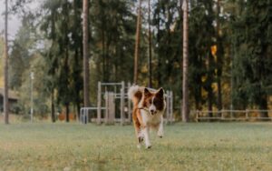 a dog running with a stick