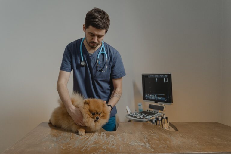 The 8 Best Veterinarian Clinics in Miami Beach